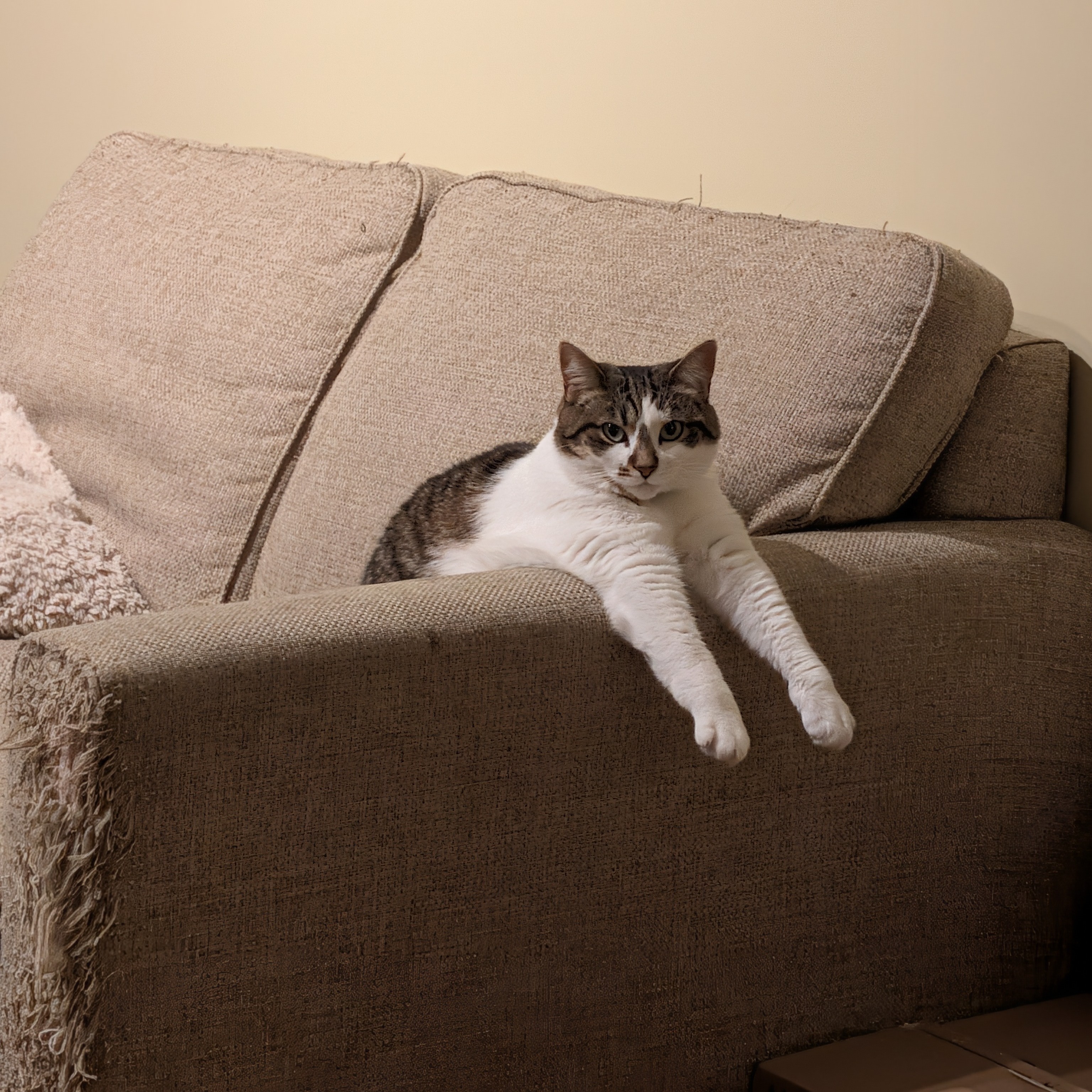 This is one of my two cats, her name is Piscses, named after my grandma's star sign since we got her and her sister Peppercorn a month after she passed. Usually when I pet her, she lets out a meow, indicating if it's ok or if she's cranky. A little side tangent, but when I recorded this noisse, she hissed at me all of a sudden while I was petting her. I still don't know why.<br><audio controls src='Noises/Pisces meow.m4a'></audio>